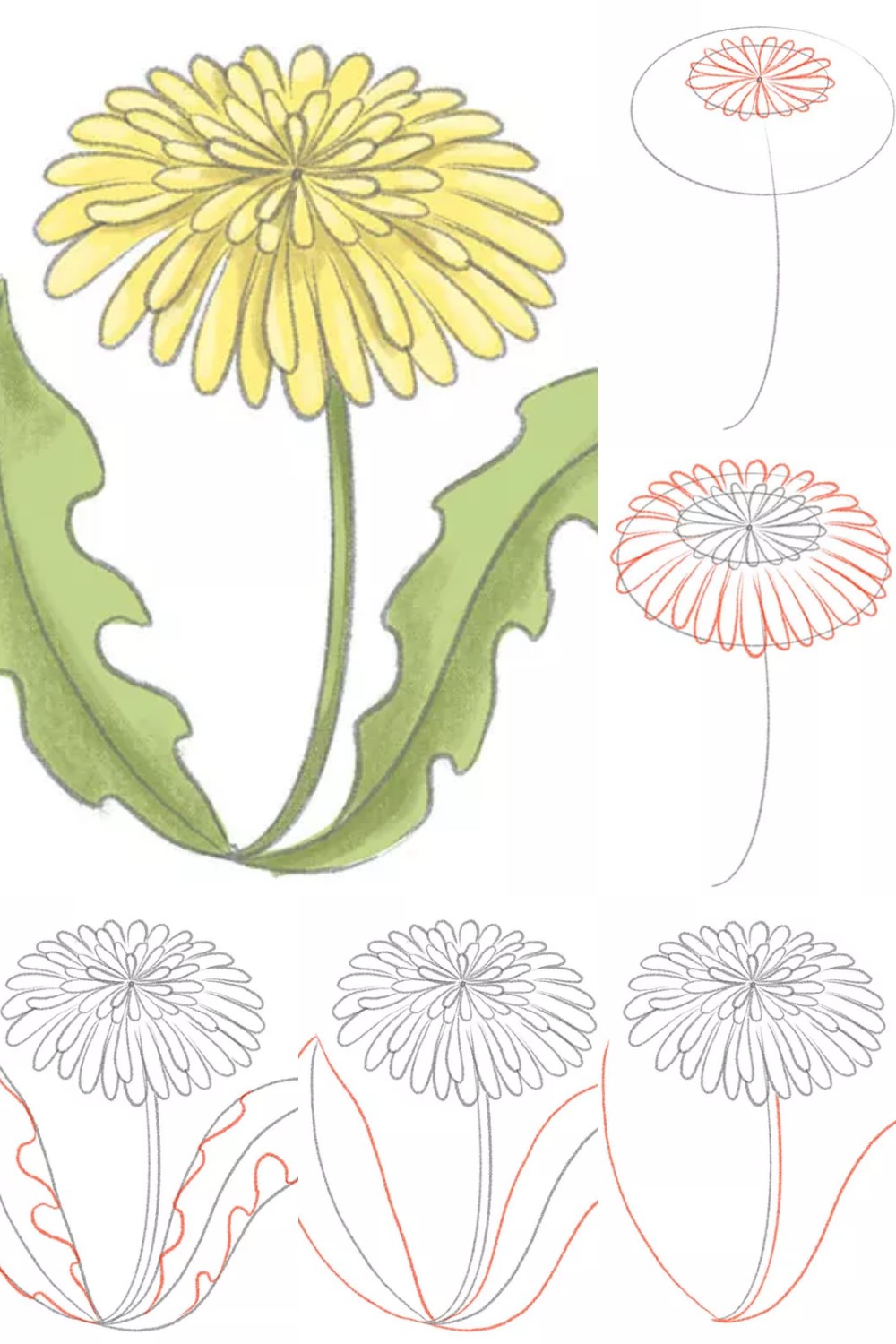 How to Draw a Dandelion