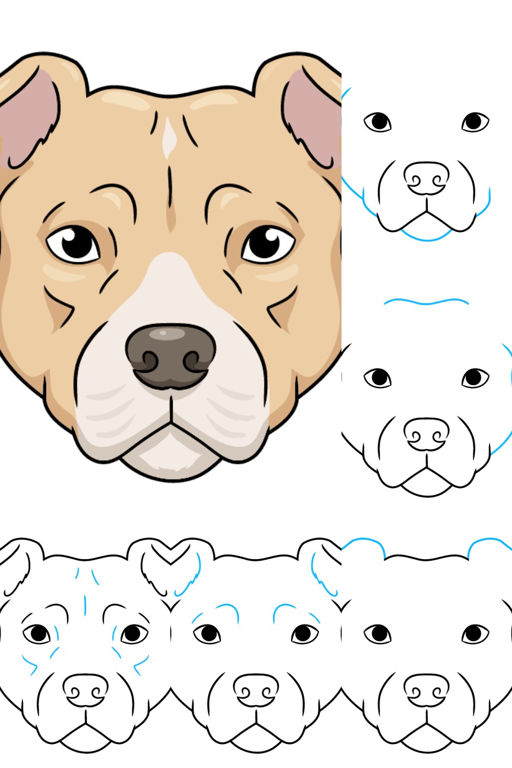 How to Draw a Pitbull Face